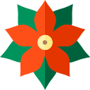 poinsettia 