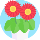 gerbera icon