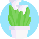 lirio icon