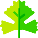 cilantro icon