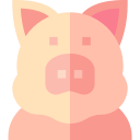돼지 