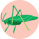 insecto icon