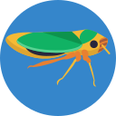 insecto icon