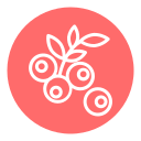 myrtille icon