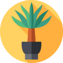 yucca 