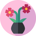 orchidée 