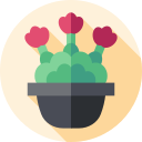 kalanchoe icon