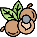 longan icon