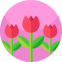 tulipanes icon