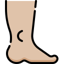 anatomia 
