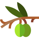 aceituna icon