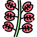 rumex vesicarius icon