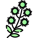 conocarpus lancifoliaus icona