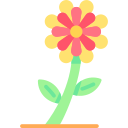 zinnia elegans 