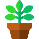 ficus icon