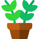 zamioculcas icon