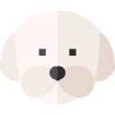 bichón frisé icon