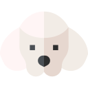 caniche icon