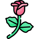 rosa