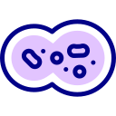 mitosis