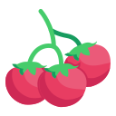 tomate cherry 