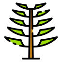 Árbol de araucaria icon