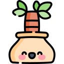 yucca 