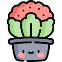 Kalanchoe