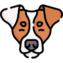 jack russell terrier icon