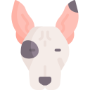 bull terrier 