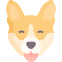 corgi