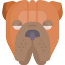 shar pei