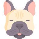 bulldog francês 