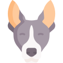 basenji 