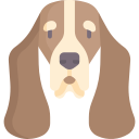 basset hound