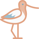 avoceta 