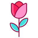 rosa 