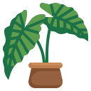 alocasia icon