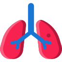 Lungs 