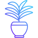 Parlor palm 