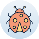 Ladybug