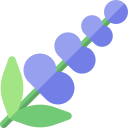 lavanda icon