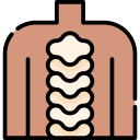 la columna vertebral