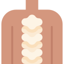 la columna vertebral 