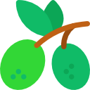 aceituna icon