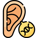 oreja