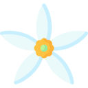 jasmin 