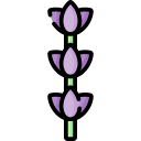 lavanda icon