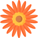 Gerbera 