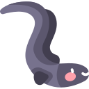 Eel 